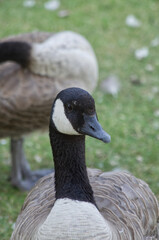 Close up of Canada Goose (Branta canadensis)