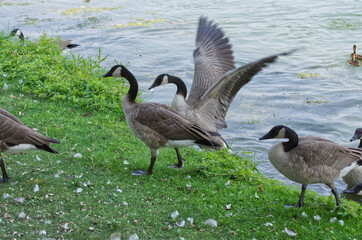 Canada Geese (Branta canadensis) going on Land