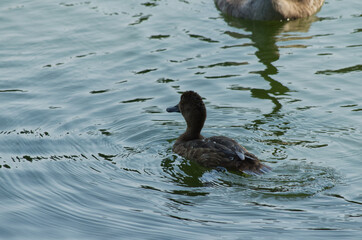 Fototapeta premium A Female Greater Scaup (Aythya marila) in Water