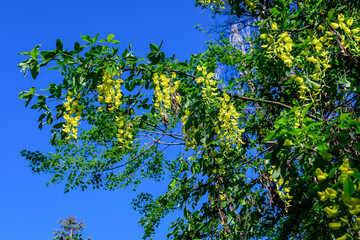 Tree with many yellow flowers and buds of Laburnum anagyroides, the common laburnum, golden chain or golden rain, in full bloom in a sunny spring garden, beautiful outdoor floral background.