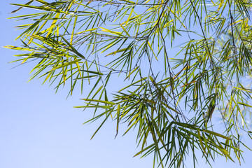 Summer background with Bamboo leaves and clear blue sky background, Tree leaves and clear blue sky background.