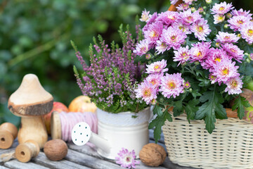 Gartendekoration mit lila Chrysantheme im Korb und Heidekraut in dekorativer Gießkanne