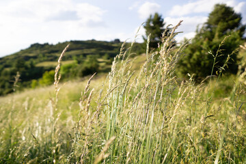 Spike field on a sunny day