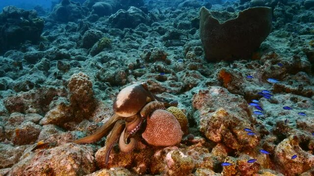 Seascape with Octopus in the coral reef of Caribbean Sea, Curacao