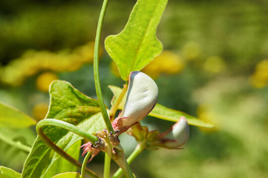Vigna unguiculata also known as  cowpea, black eyed pea, Chinese long clay or asparagus bean is growing outdoors