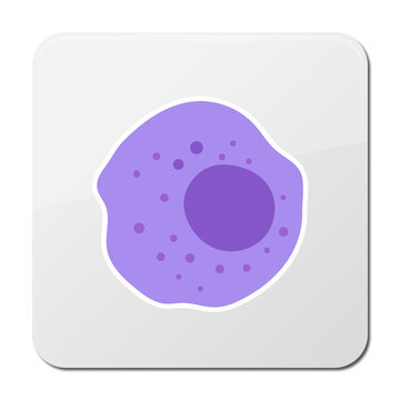 The Structure Of The Monocyte. Monocytes Blood Cell. Macrophage. White Blood Cell Immunity. Leukocyte. Infographics. Illustration On Isolated Background.