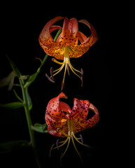 Vibrant Tiger Lily Flowers