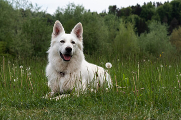White Swiss Shepherd Dog outdoor portrait in nature.
