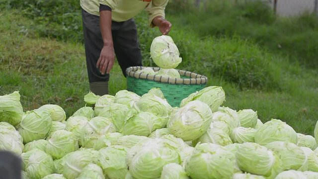 Farmers collect and carry cabbage crops