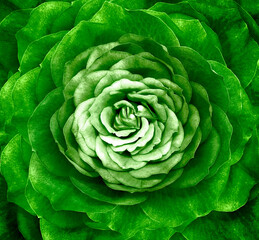 Fototapeta premium Rose green flower. Floral background. Closeup. Nature.