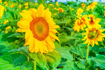 Fototapeta premium Close-up Golden sunflower on green summer field with blurred natural background