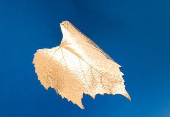 Golden leaf. Design  gold. Closeup view of  luxurious golden  Vine leaf artistic composition. Elegant dark bluebackground, leaf isolated. Creative concept of wine and jewelry