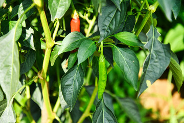 한국 시골 고추 농사