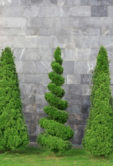 clipped thuja trees on the background of a gray stone wall