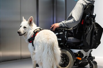 Service dog giving assistance to disabled person on wheelchair.