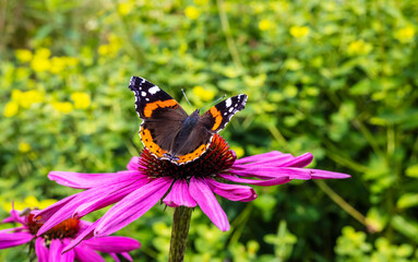 Red Admiral butterfly feeding on a purple echinacea flower in garden.