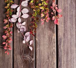 barberry branches  on old wooden background