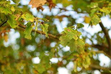 Beautiful golden oak leaves on a tree branch on autumn day