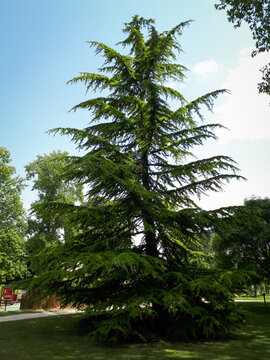 Vertical shot of deodar in a park at daytime