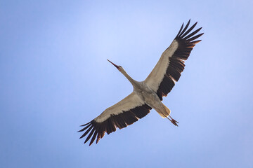 White stork in flight