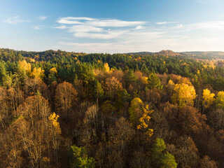 Aerial view of autumn forest with green and yellow trees. Mixed deciduous and coniferous forest. Beautiful fall scenery near Vilnius, Lithuania