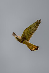 Kestrel in flight