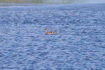 Gadwall in the water