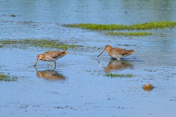 Common Snipe searching for food