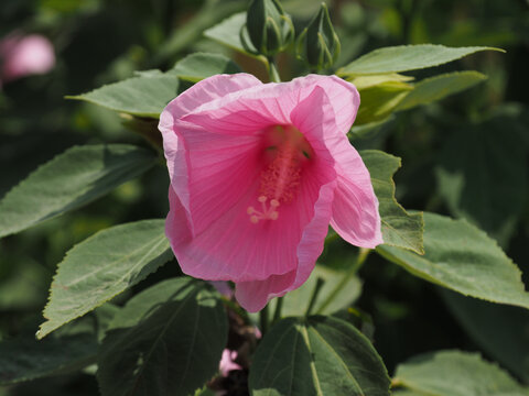 Closeup Shot Of Beautiful Pink Hawaiian Hibiscus Flowers