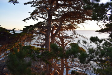Trees at 17 Mile Drive Monterey, California.