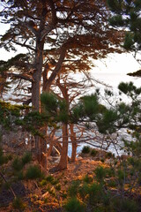 Fototapeta premium Trees at 17 Mile Drive Monterey, California.
