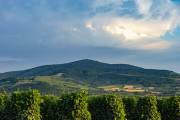 Fototapeta na wymiar vineyard bei Tokaj, Ungarn