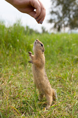 Cute gopher reaches for a treat hidden in a woman's hand. Wild European ground squirrel stands on its hind legs