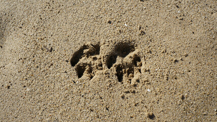 Top view of animal paw prints on the sandy beach