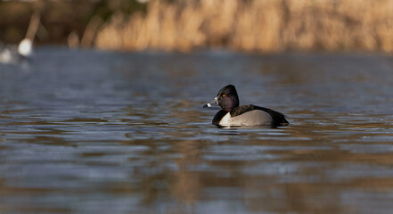 scaup drake on water bluebill