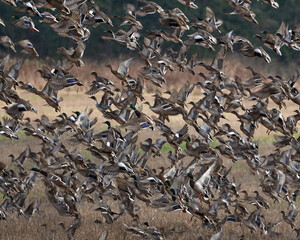 Ducks in flights over wheat field