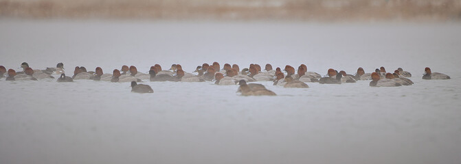 Red heads in the mist