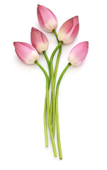 Lotus buds.
Lotus flower is Vietnamese national flower.