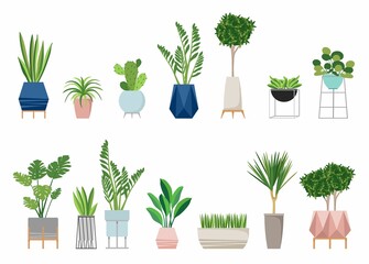 plants for the house. Isolated on a white background. Dracaena, monstera, boxwood, chlorophytum, spatifilum, ficus benjamin, pineapple  stylish fashionable 