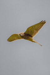 Kestrel in flight