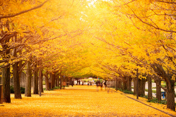 Tokyo, Japan Autumn Park