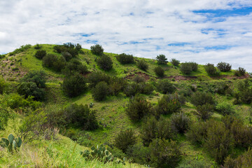 landscape with trees and clouds