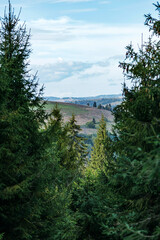 Mountain landscape view from fir trees of forest. Summer coniferous forest on hill mountain view and blue sky clouds. Carpathian mountains landscape