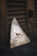 lizard on the wall