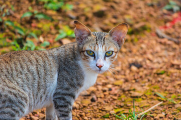 A tiger shaped striped and yellow colored eyes cat looking at camera while walking outdoor in Bangladesh