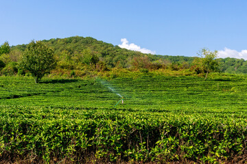 Fototapeta na wymiar Landscape view of tea plantation. Concept for the tea product background, copy space