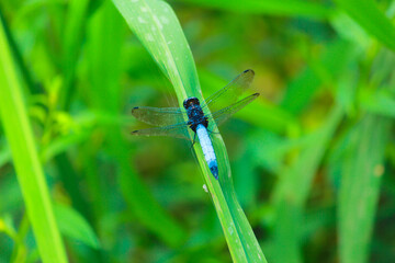 A beautiful Blue color Dragonfly sitting on green leaf opening its wings in jungle of Sajek, Bangladesh