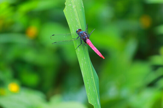 A Red and Blue color grig sitting on green leave in the jungle of sajek, Bangladesh