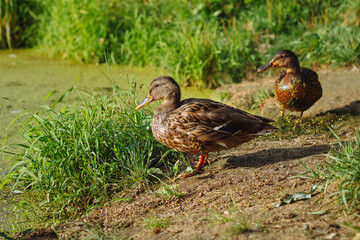 Duck in the park animal lake river grass green nature wildlife.