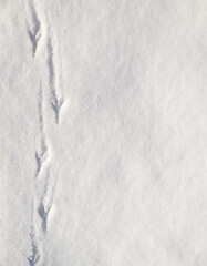 First snow. Bird footprints on the background of new snow